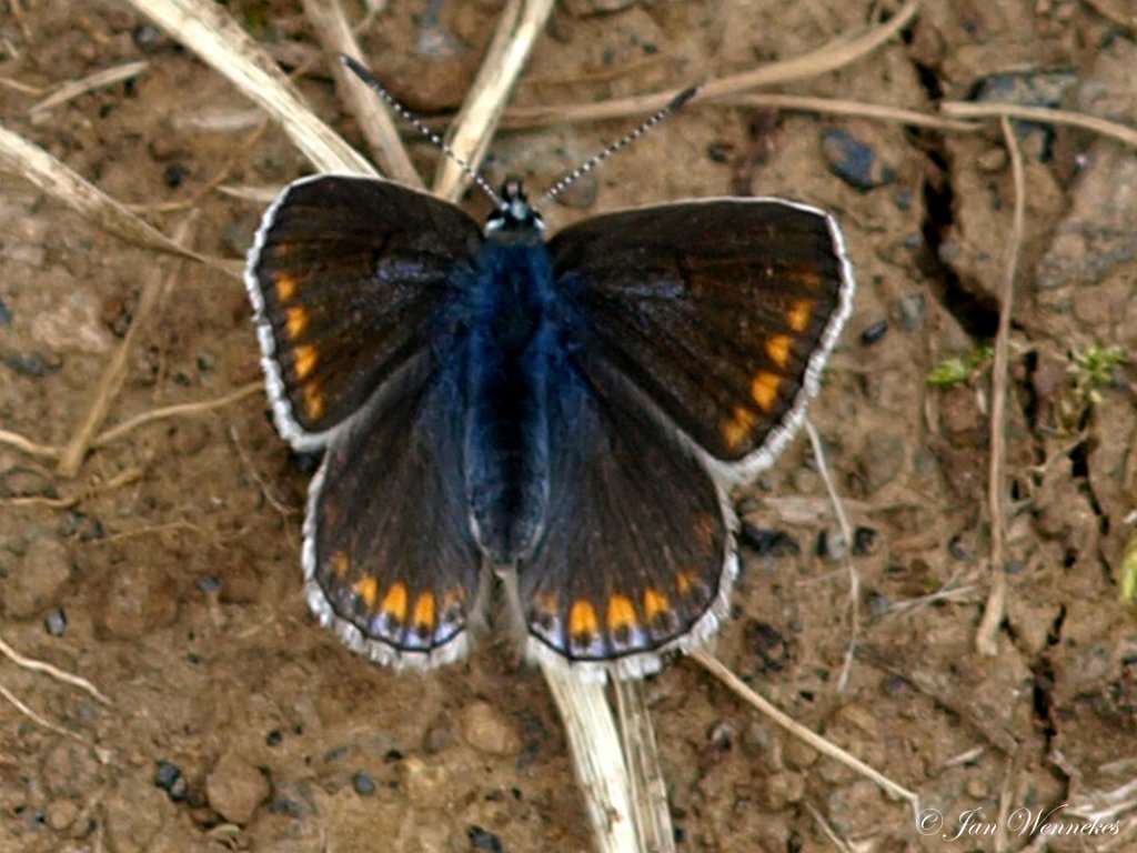 Bruin blauwtje,  Aricia agestis.JPG